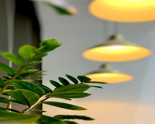 Detalle de planta en oficina iluminada